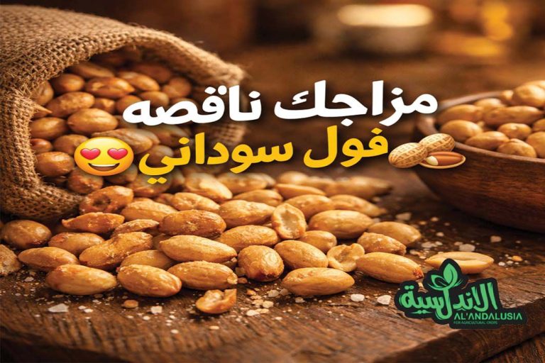 WhatsApp Image 2026-02-03 at 11.48.10 AM