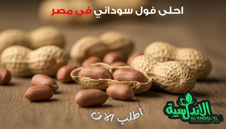 WhatsApp Image 2026-02-03 at 11.50.09 AM (1)